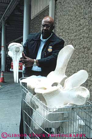 Stock Photo #5294: keywords - access bone bones border boundary california check confiscate confiscated contraband control country cross crossing customs entry government illegal immigrate immigration international mexico of officer patrol port san seize seized seizure skeleton states united vert whale ysidro