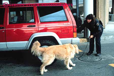 Stock Photo #5345: keywords - acute agent border california car contraband controversial controversy customs dog drug drugs enforcement find government horz illegal import inspect investigate law locate mexico odor officer pot reefer san smell smuggle sniff u.s. ysidro