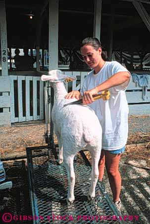 Stock Photo #5392: keywords -  adult animal caretaker clean county cut fair festival fur girl groom groomer grooming high interaction lamb mammal manicure maryland montgomery outdoor outdoors outside pet primp recreation school shear sheared shearing sheep student summer teen teenage teenager teens trim vert woman women wool young