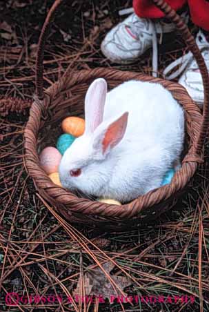 Stock Photo #5468: keywords -  animal basket bunny celebrate celebrating celebration christian christianity cuddly cute ear ears easter faith fur furry gentle holiday in mammal religion religious soft vert white